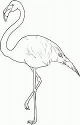 Flamingo Coloring Pages Color Print Kids Printable Flamingos Template Animals Birthday Painting Cute Outline Sheet Drawing Animalstown Pattern Drawings Large sketch template