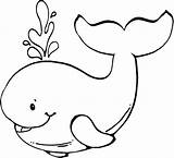Baleia Ballenas Whale Animais Pintar Aprender Whales sketch template