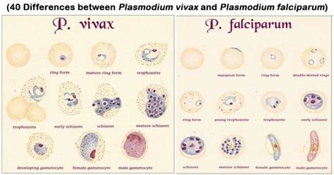 plasmodium vivax  plasmodium falciparum  differences