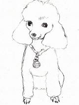 Poodle National Gaddynippercrayons sketch template