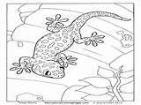 Gecko Coloring Leopard Pages Colouring Printable Getcolorings Color Getdrawings sketch template