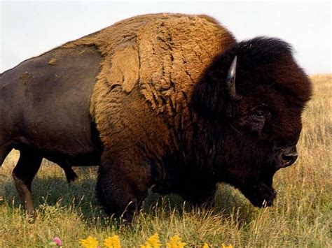 american buffalo    buffalo
