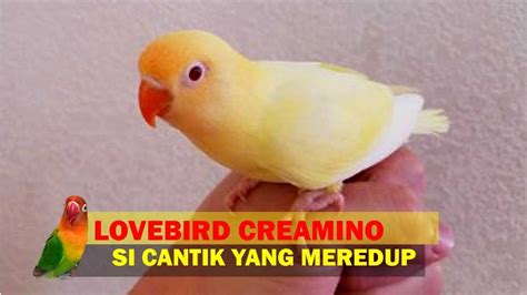 lovebird pb cremino love bird mantap