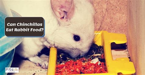 chinchillas eat rabbit food dietary requirements
