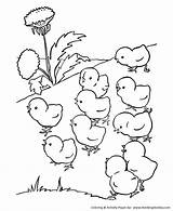Coloring Pages Chicks Baby Farm Animal Chicken Walk Animals Kids Honkingdonkey Print Para Chick Printable Dibujos sketch template