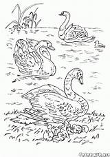Lago Cisnes Coloriage Swans Ptaki Cygnes Colorkid Kolorowanki łabędzie Colorir Imprimir Cigni Jeziorze Sur Aves Kolorowanka sketch template