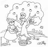Picking Raccoglie Albero Mele Sull Kidspressmagazine Simili Harvesting sketch template