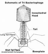 Bacteriophage T4 Label Draw Virus Nano Tail Complex Cell Machine Schematic  Icosahedral Delivery Short Model Head Coli Bacterial sketch template