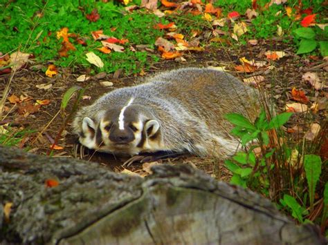 badger wisconsins state animal badger mammals animal photography