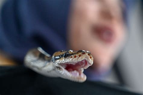 schlangen attacke  australien riesen python zieht fuenfjaehrigen