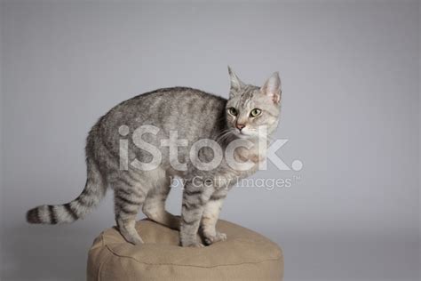 cat  stool stock photo royalty  freeimages