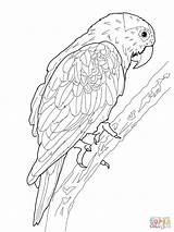 Coloring Pages Printable Parrot Parrots African Grey sketch template