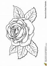 Rose Coloring Drawing Valentine Pink Pages Coloriage Roses Colorier Valentin Grande Saint Hugolescargot Tattoo Flower Drawings Sur Stencil Patterns Amazon sketch template