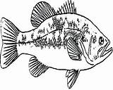 Bass Largemouth Smallmouth Getdrawings sketch template