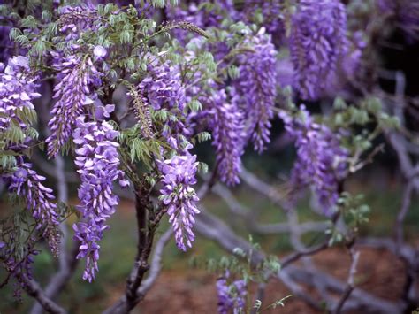 learn step  step   prune wisteria