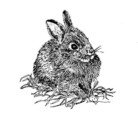 young cottontail rabbits  prints  original drawings