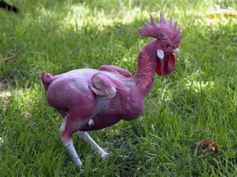 Plucked Alive Chickens R Oddlyterrifying