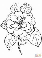 Coloring Camellia Flower Pages Drawing Printable sketch template