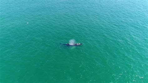 drone  drone  whale spotting youtube