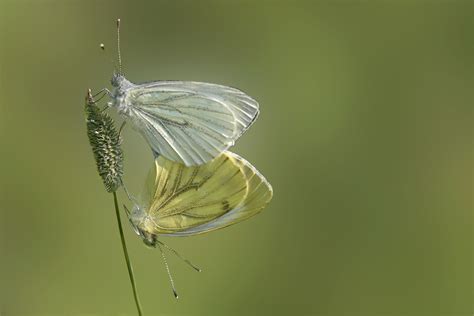 fortpflanzung foto bild tiere wildlife schmetterlinge bilder auf