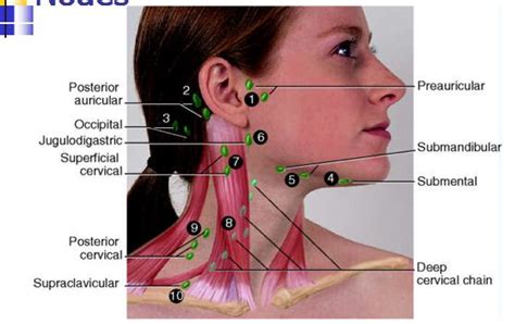 preauricular lymph node yahoo image search results lymph glands