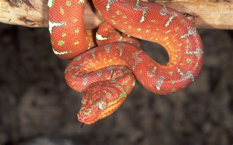 snake color diferent