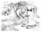 Coloring Lions Family Lion Adult Africa Pages Colouring Adults Printable Print Elephants Color Book Kids Background Fairly Oddparents Coloriage Elephant sketch template