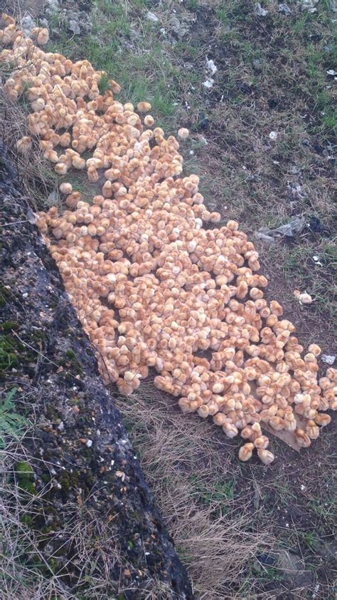 Someone Dumped 1 000 Tiny Chicks In A Field And Left Them To Die Huffpost