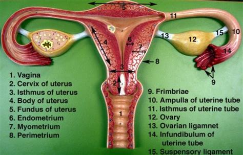 Two Ovaries And Fallopian Tubes In The Female Reproductive