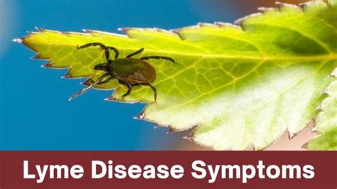 The Truth About 10 Lyme Disease Symptoms What You Need To Know 2023