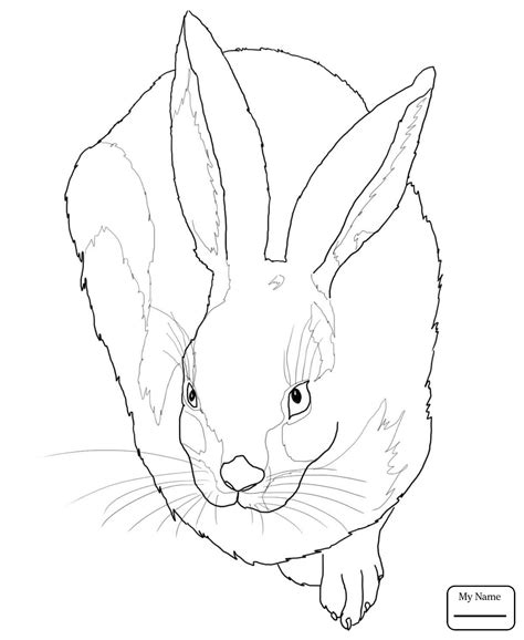 jack rabbit drawing  getdrawings