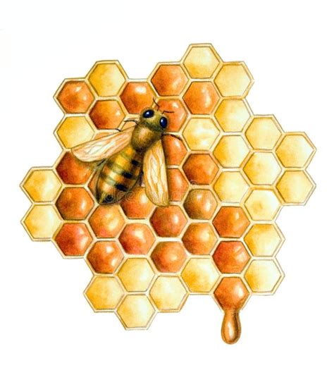 bij en honing stock illustratie illustration  smaak