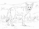 Coyote Coloring Pages Clipart Printable Kids Realistic Animal Commons Creative Animals Categories Supercoloring Getdrawings Howling Webstockreview Choose Board sketch template