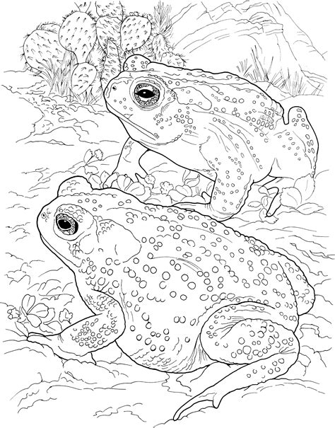 frog coloring pages frog coloring pages animal coloring pages