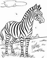 Coloring Pages Zebra Cute Animal Baby Realistic Animals Colouring Printable Color Jungle Getcolorings Zebras Kids Print Zoo Pattern Safari Getdrawings sketch template