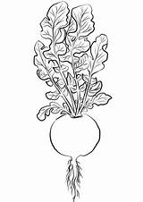 Radish Radieschen Celery sketch template