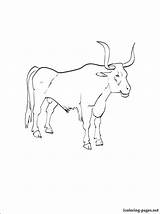 Coloring Ox Oxen Printable Musk Getcolorings sketch template