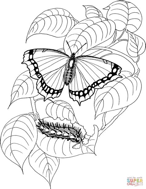 caterpillar  butterfly  coloring page  printable coloring pages