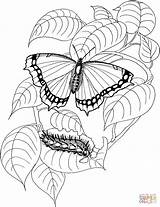 Butterfly Coloring Caterpillar Pages Drawing Printable Color Cocoon Kids Getdrawings Public sketch template