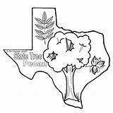 Coloring State Pecan Texasbob sketch template
