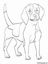 Beagle Dog Coloring Pages Rottweiler Drawing Line Getdrawings Color Printable Getcolorings Realistic Template sketch template