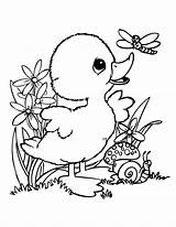 Coloring Pages Baby Kids Printable Spring Animals Animal Cute Duck Easter Hmcoloringpages sketch template