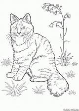 Malvorlagen Katzen Norwegische Waldkatze sketch template