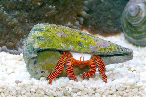 hermit crabs eat  learning   wonderful creatures