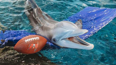 clearwater marine aquarium visit st petersburg clearwater florida