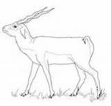 Coloring Pages Antelopes Blackbuck sketch template