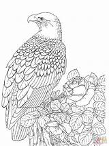 Eagle Coloring Bald Pages Printable Realistic Kids Color Falcon Adult Template Bird Sea Outline Supercoloring Adults Print Eagles Drawing Peregrine sketch template