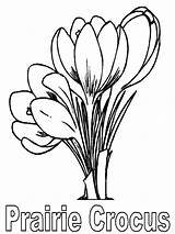 Coloring Crocus Pages Flower Printable Print Recommended Choose Board 1673 95kb sketch template