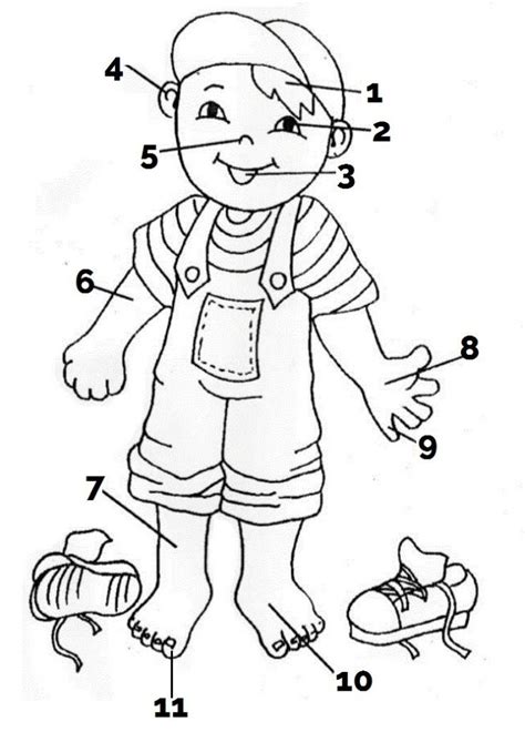 parts   body coloring pages coloring home
