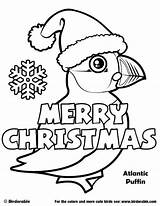 Coloring Pages Christmas Birdorable Puffin Birds Cute Atlantic Sheets sketch template